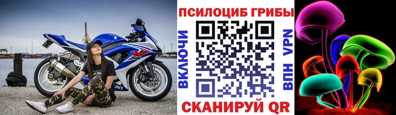 Купить закладки  Белокуриха  Псилоцибиновые грибы мицелий 